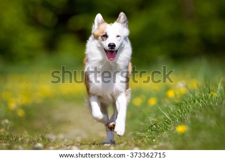 Sheepdog Stock Photos, Royalty-Free Images & Vectors - Shutterstock