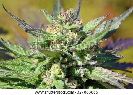 weed mature singles Ortho weed-b-gon max crabgrass concentrate singles - 5-ounce 9990610 by ortho $1399 $ 13 99 + $633 shipping weed b gon weed killer for lawns kills weeds. weed mature singles Ortho weed-b-gon max crabgrass concentrate singles - 5-ounce 9990610 by ortho $1399 $ 13 99 + $633 shipping weed b gon weed killer for lawns kills weeds.