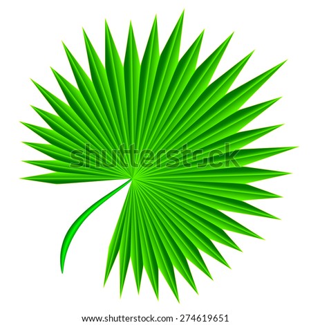 Palm Leaf White Background Stock Photo 35361163 - Shutterstock