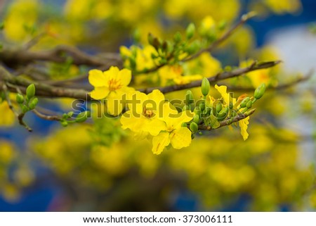 Ochna integerrima flower, the symbol of Vietnamese traditional lunar New Year together with peach flower. Mai flower in Vietnamese