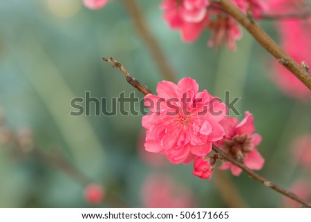 Peach flower on tree. Peach flower is symbol of Vietnamese Lunar New Year - Tet holidays in north of Vietnam