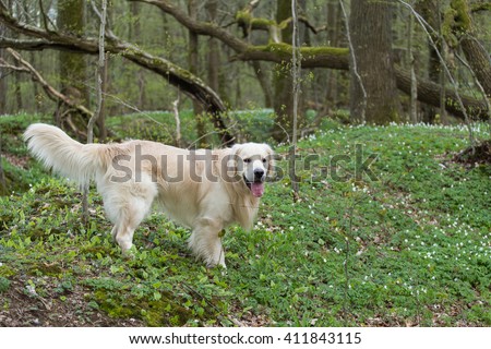 Golden Retriever Woods Spring Stock Photo 411843043 ...