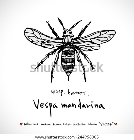 Hand Drawn Insect Vector Illustrations Stock Vector