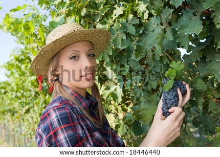 Young Woman Harvesting Grapes Vineyard Stock Photo 18446377 - Shutterstock