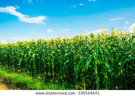 Cornfield Stock Images, Royalty-Free Images & Vectors | Shutterstock