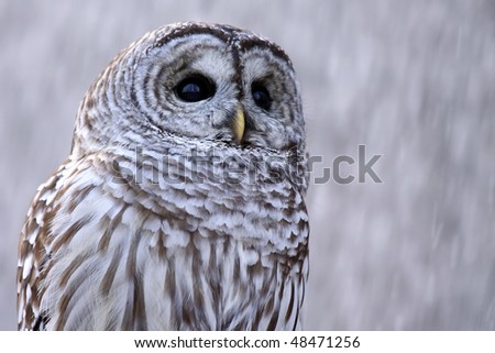 Single treffen owl old year Νικασ βασιλειοσ γυναικολογοσ καλαματα