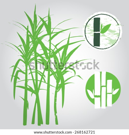 sugar cane 