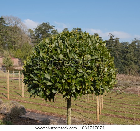 Ornamental Bay Tree Laurus Nobilis Herb Stock Photo (Royalty Free ...