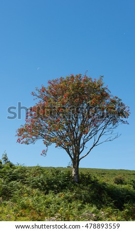 Rowan Tree Stock Images, Royalty-Free Images & Vectors | Shutterstock