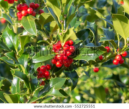 Red Autumnal Berries Holly Ilex Aquifolium Stock Photo (Edit Now ...