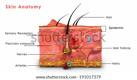 Skin Layers Consist Two Layers Superficial Stock Illustration 164345087