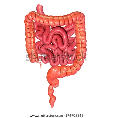 Human large intestine Stock Photos, Images, & Pictures | Shutterstock