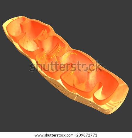 Mitochondria Stock Photos, Royalty-Free Images & Vectors - Shutterstock