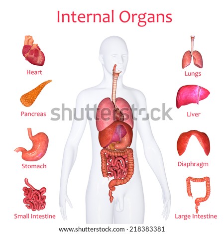 Internal Human Organs Set People Anatomy Stock Vector 393922969