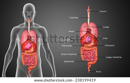 Human Organs Labelled Stock Illustration 212576431 - Shutterstock