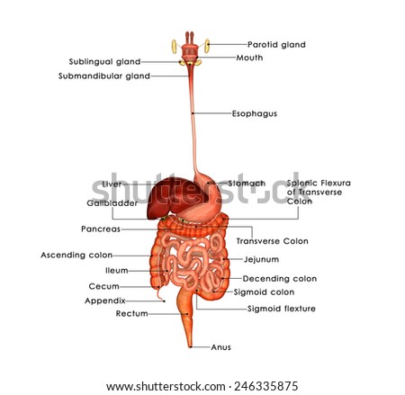 Chicken Internal Anatomy Labels Stock Vector 475731358 - Shutterstock