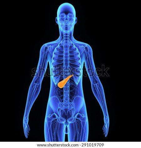 briefly outline the endocrine and exocrine functions of the pancreas If your pancreas problem affect the pancreatic function, the diabetes, indigestion, malabsorption, diarrhea occur diabetes can lead to microvascular disease in many organs, so the stomach may have mucosal erosion and weakened capability. briefly outline the endocrine and exocrine functions of the pancreas If your pancreas problem affect the pancreatic function, the diabetes, indigestion, malabsorption, diarrhea occur diabetes can lead to microvascular disease in many organs, so the stomach may have mucosal erosion and weakened capability.