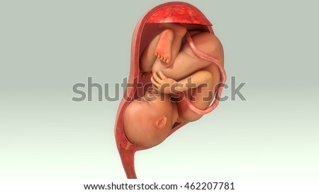 Baby in womb 3d illustration