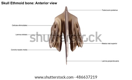 Ethmoid Bone Stock Images, Royalty-Free Images & Vectors | Shutterstock