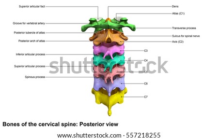 Joints Of The Cervical Spine 스톡 이미지, 로열티 프리 이미지 및 벡터 | Shutterstock