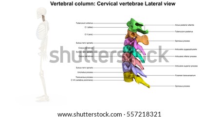 Cervical Spine Stock Images, Royalty-Free Images & Vectors | Shutterstock