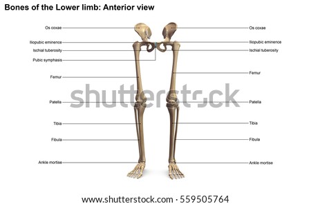 Bones Lower Limb Anterior View 3d Stock Illustration 559505764