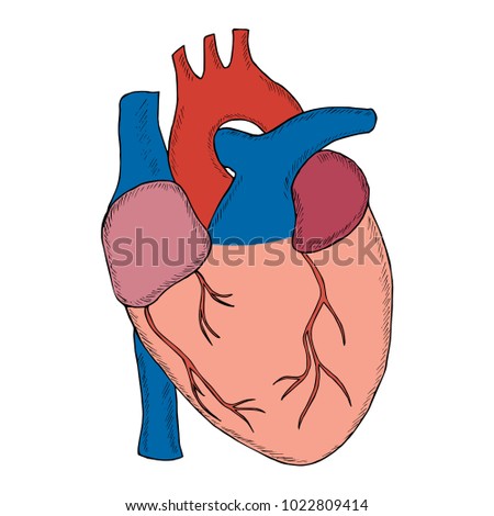 Engraving hand draw human heart in sketch style illustration isolated on white background anatomical Engraving hand draw human heart in sketch style illustration isolated on white background anatomical