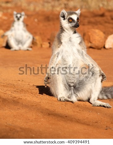 lemurs in madagascar surviving on an A look at the life of wild lemurs living in madagascar the movieclips trailers channel is your destination for the hottest new trailers the second they drop. lemurs in madagascar surviving on an A look at the life of wild lemurs living in madagascar the movieclips trailers channel is your destination for the hottest new trailers the second they drop.