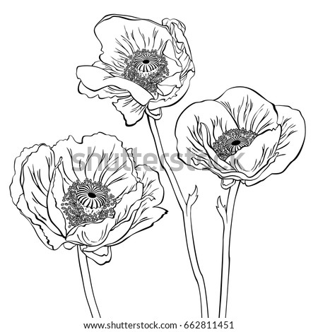 Black White Illustration Poppy Flowers Stock Vector 267816878 ...