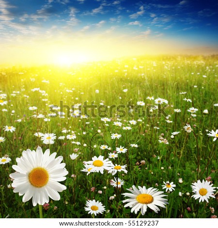 Field Daisies Perfect Sky Stock Photo 20539280 - Shutterstock