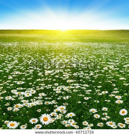 Field Of Flowers Stock Photos, Images, & Pictures | Shutterstock