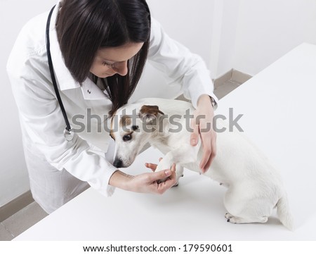 What You Need To Know About Being A Veterinarian