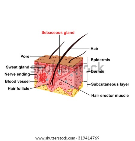 Anatomy Of The Epidermis Of The Skin Stock Vector