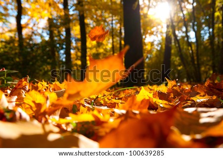 fallen leaves in autumn forest at sunny weather