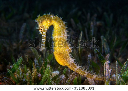 Image result for seahorse and avuliya in ocean