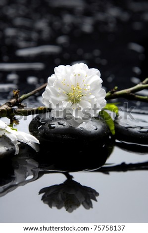 Still life with white apricot blossoms bud