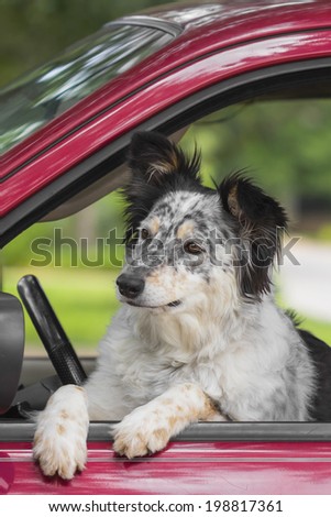 australian shepherd or border collie border collie australian shepherd dog car stock photo 202363819 australian shepherd or border collie border collie australian shepherd dog car stock photo 202363819