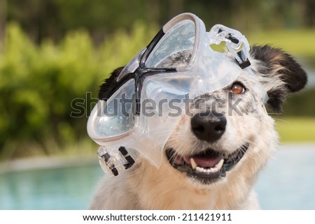 australian shepherd or border collie border collie australian shepherd mix dog stock photo 211421905 australian shepherd or border collie border collie australian shepherd mix dog stock photo 211421905