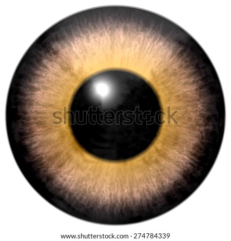 Eye Pupil Stock Photos, Images, & Pictures | Shutterstock