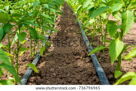 pepper plant and drip irrigation - selective focus