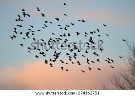 Vector Illustration Flock Flying Birds Stock Vector 44075908 - Shutterstock