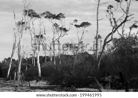 Gum Tree Sculpture Stock Photos, Royalty-Free Images & Vectors ...