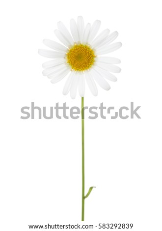 Chamomile (Ox-Eye Daisy ) isolated on white background.