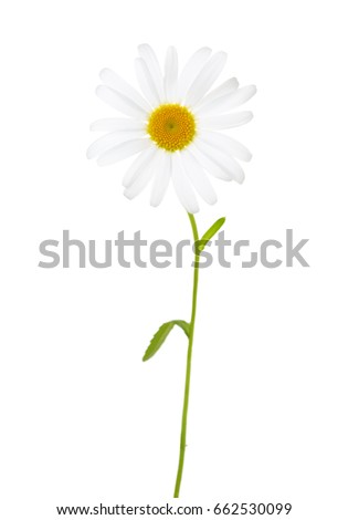 Chamomile (Ox-Eye Daisy ) isolated on white background.