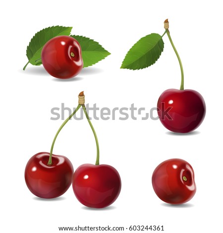 Cherry realistic fruit vector icons set. isolated illustration