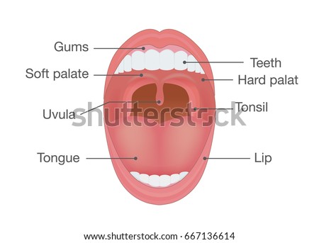 Anatomy Human Mouth Illustration About Body Stock Vector 667136614