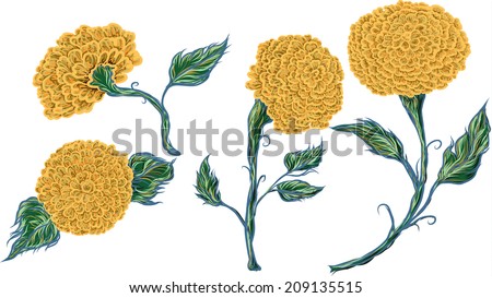 Detailed Marigold Flower Vector Illustration Stock Vector 209135515