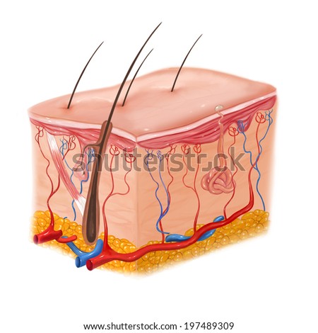 Skin Structure Stock Photos, Images, & Pictures | Shutterstock