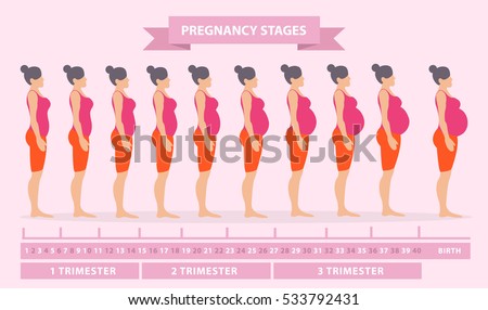 Vector illustration of pregnant female silhouettes. Changes in a woman's body in pregnancy. Pregnancy stages, trimesters and birth, pregnant woman and baby. Infographic elements