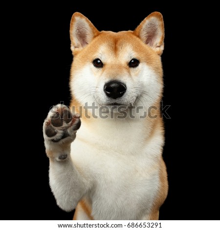 stock-photo-portrait-of-cute-shiba-inu-dog-looks-friendly-paw-give-isolated-black-background-front-view-686653291.jpg